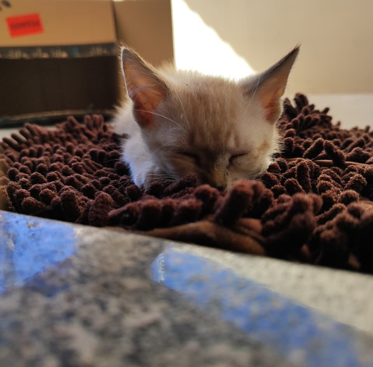 Após desaparecer e ser encontrado a 600 km de casa, gato Mimo reencontra tutora em Arapiraca