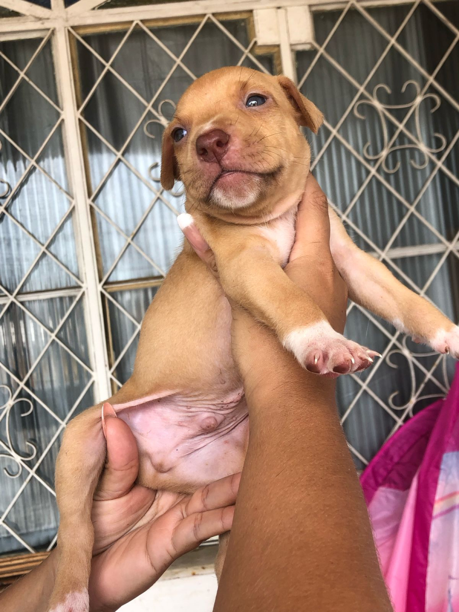 Do luto ao amor: Pitbull Zeus conquista o coração da família Souza