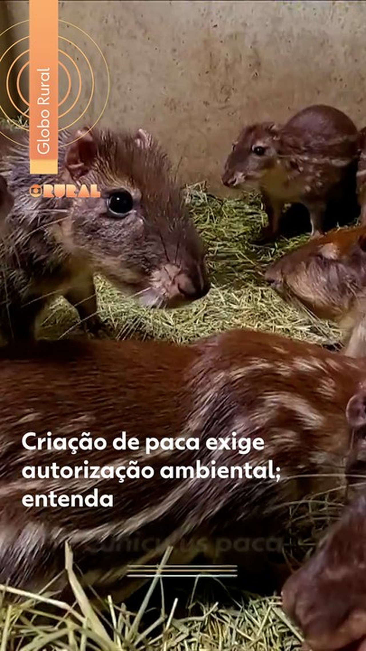 Criação de pacas para produção de carne exige autorização ambiental; investimento pode chegar a R$ 400 mil