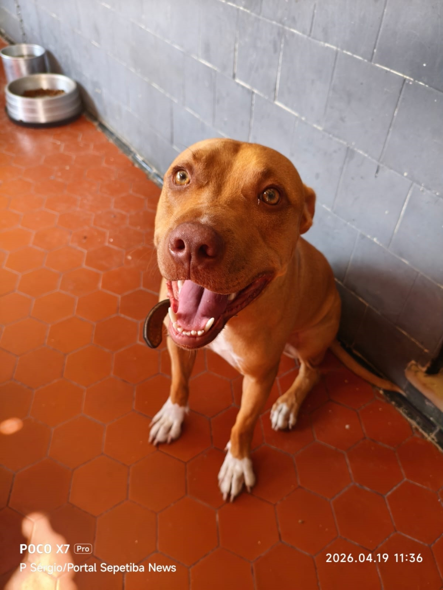 Zeus conquista a família Souza e vira símbolo de superação e carinho