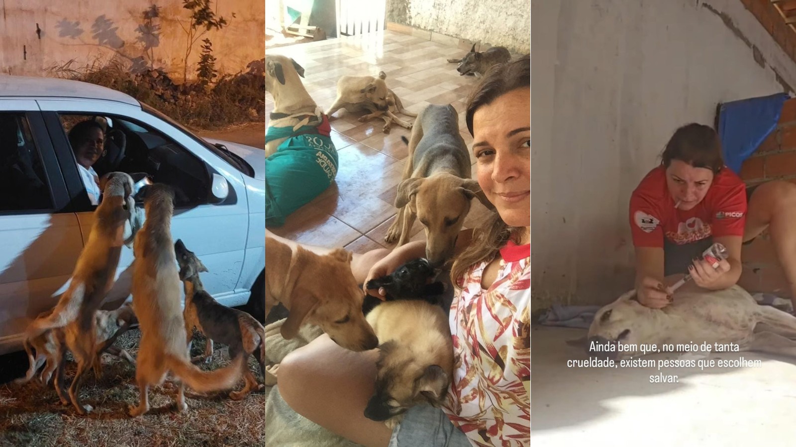 Enfermeira deixa profissão e resgata cerca de 200 cães e gatos como protetora de animais no Piauí