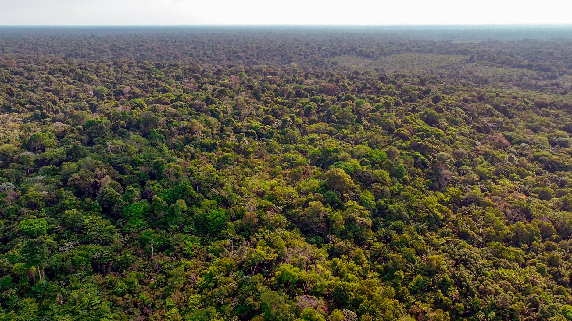 Idesam lança desafio Bioinovação Amazônia com prêmios de até R$ 200 mil